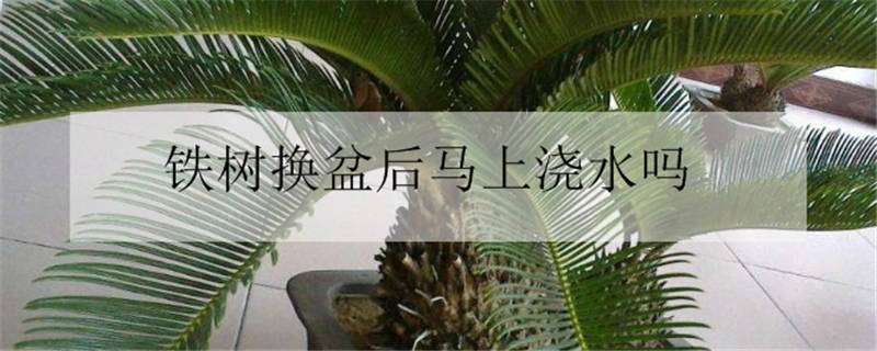 鐵樹換盆后馬上澆水嗎