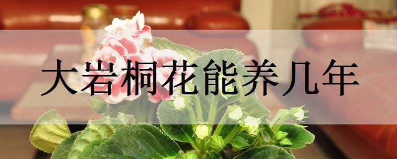 大岩桐花能养几年（大岩桐花能养几年有毒吗）