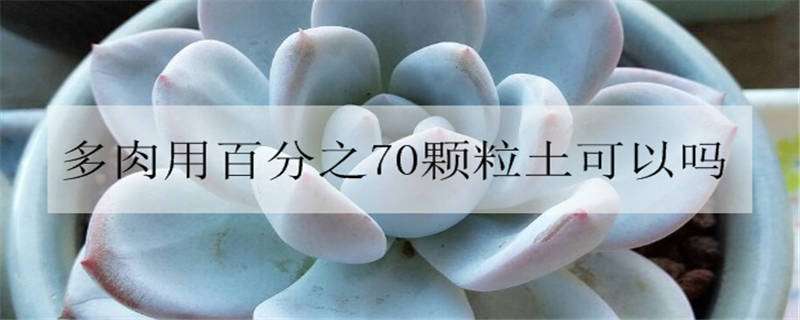 多肉用百分之70顆粒土可以嗎 多肉一定要用70%的顆粒土嗎?