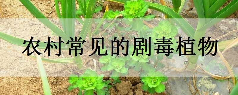 农村常见的剧毒植物（农村常见的剧毒植物书）