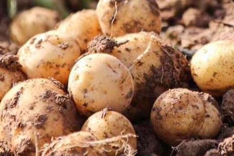 脲铵氮肥可以用于土豆吗 脲铵氮肥可以做底肥吗