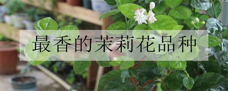 最香的茉莉花品种