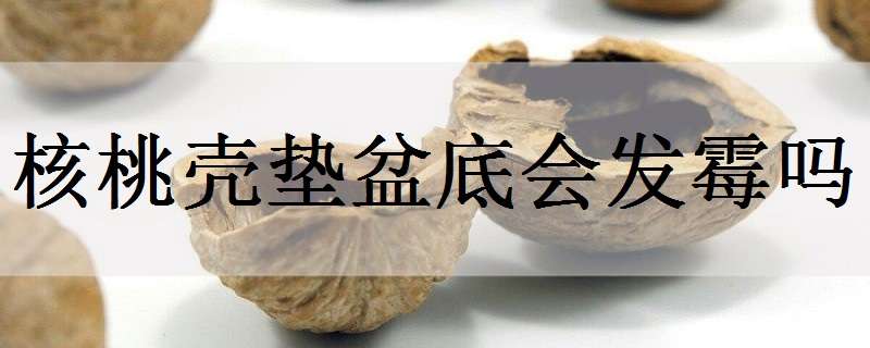 核桃殼墊盆底會(huì)發(fā)霉嗎