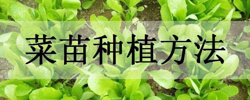 菜苗種植方法