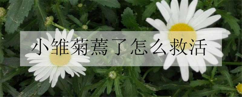 小雛菊蔫了怎么救活