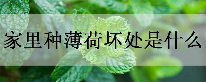 家里種薄荷壞處是什么