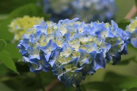 繡球花都有哪些品種（繡球花都有哪些品種圖片）