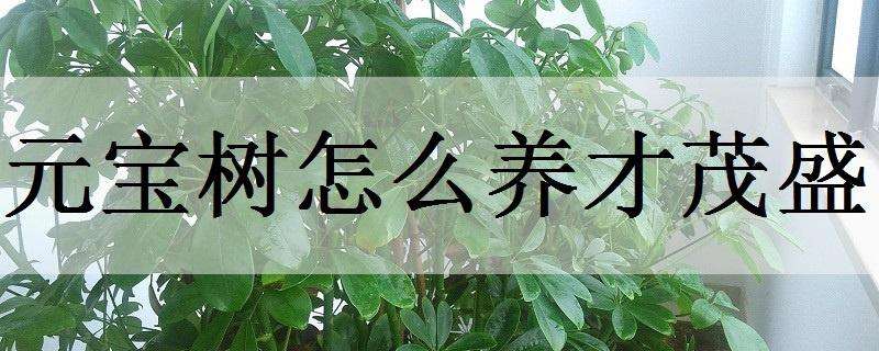 元寶樹怎么養(yǎng)才茂盛