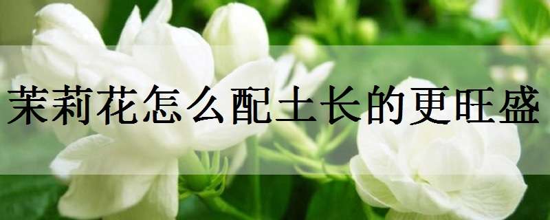 茉莉花怎么配土長的更旺盛 養(yǎng)茉莉花用什么土好