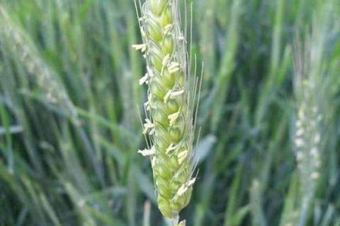 小麦扬花期可以施氮肥吗 小麦扬花期可以施氮肥吗