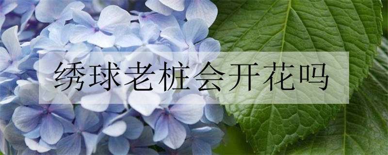 繡球老樁會開花嗎（繡球花老樁好不好）