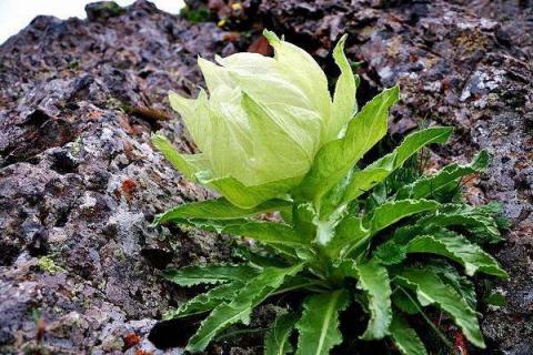 雪莲花长什么样