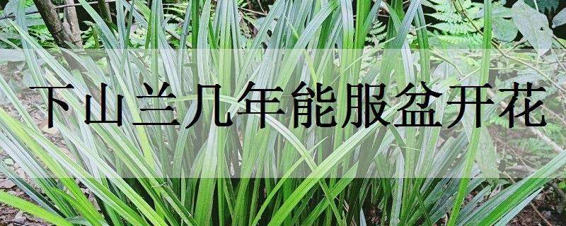 下山蘭幾年能服盆開(kāi)花