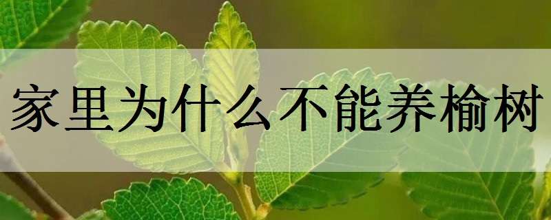 家里為什么不能養(yǎng)榆樹