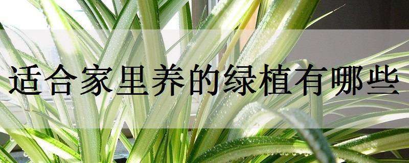 適合家里養(yǎng)的綠植有哪些