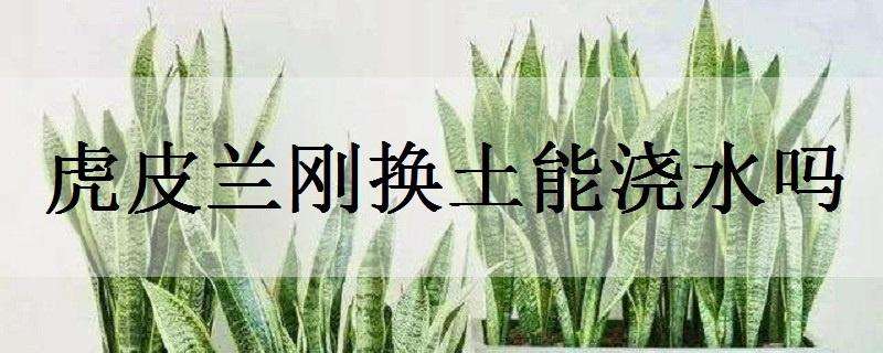 虎皮蘭剛換土能澆水嗎