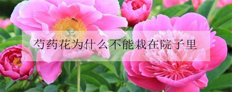 芍藥花為什么不能栽在院子里