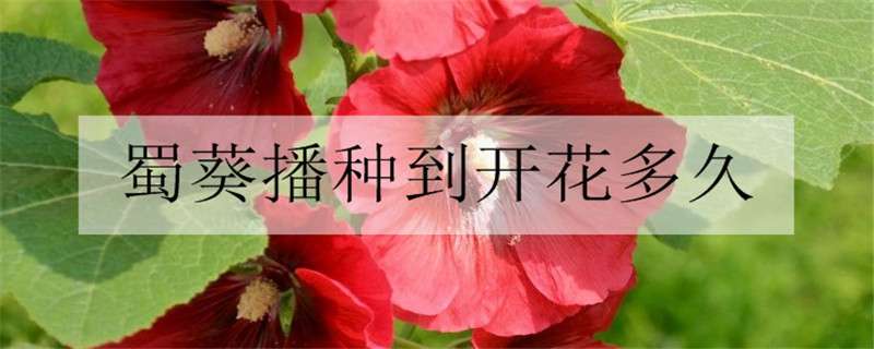 蜀葵播種到開花多久 蜀葵播種當(dāng)年開花嗎