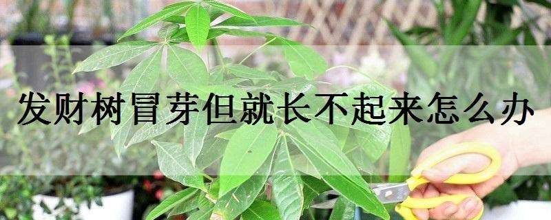 發(fā)財(cái)樹冒芽但就長不起來怎么辦