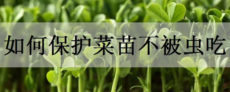 如何保護菜苗不被蟲吃