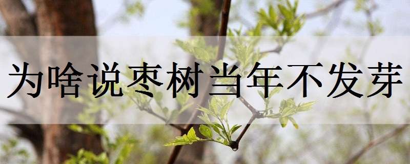 為啥說棗樹當年不發(fā)芽