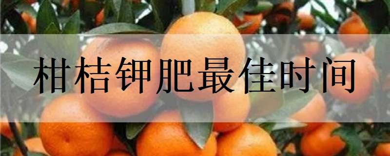 柑桔鉀肥最佳時(shí)間