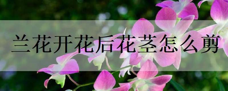 蘭花開(kāi)花后花莖怎么剪