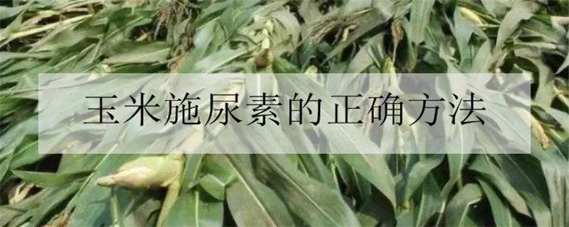 玉米施尿素的正确方法