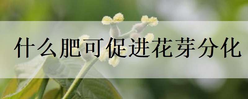 什么肥可促进花芽分化（什么肥可促进花芽分化快）