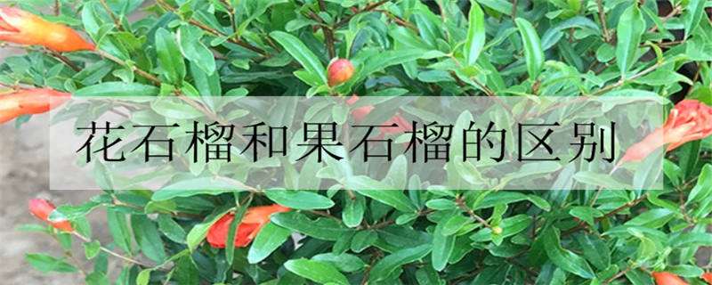 花石榴和果石榴的區(qū)別