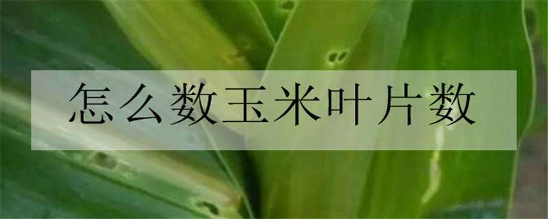 怎么數(shù)玉米葉片數(shù)