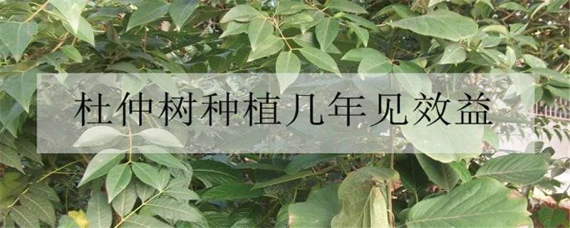 杜仲树种植几年见效益 杜仲树种植几年见效益最好