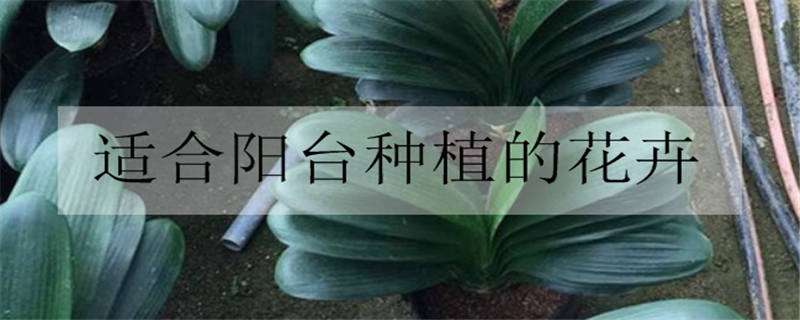 适合阳台种植的花卉