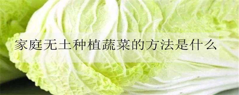 家庭無土種植蔬菜的方法是什么