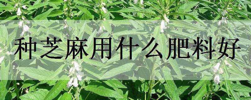 種芝麻用什么肥料好 種芝麻需要什么肥