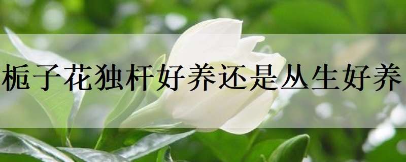 梔子花獨(dú)桿好養(yǎng)還是叢生好養(yǎng)