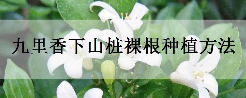 九里香下山桩裸根种植方法（九里香生桩怎么栽）