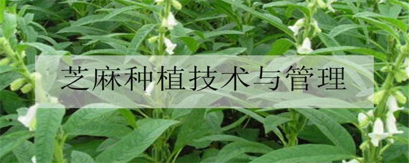 芝麻種植技術(shù)與管理