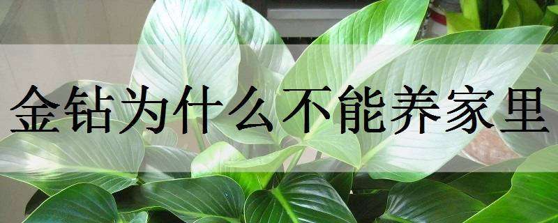 金鉆為什么不能養(yǎng)家里