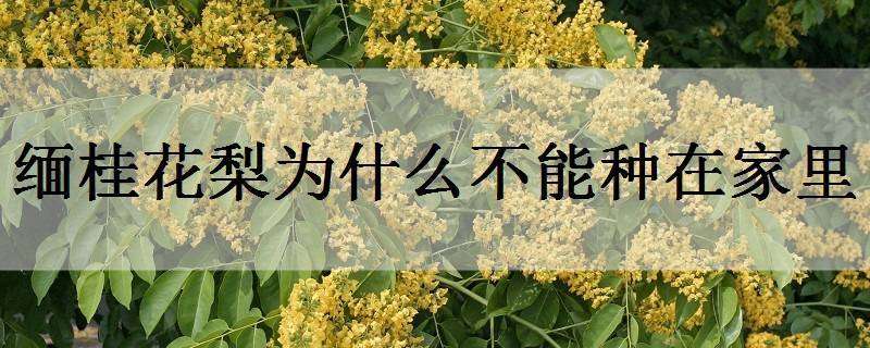 緬桂花梨為什么不能種在家里