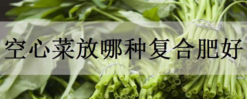 空心菜放哪種復合肥好