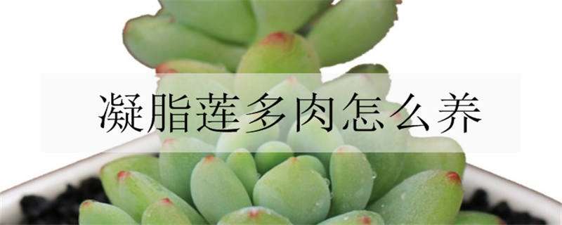 凝脂莲多肉怎么养 凝脂莲多肉怎么养殖方法