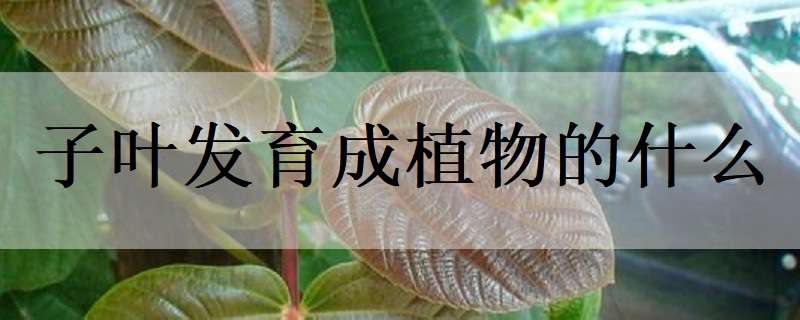 子葉發(fā)育成植物的什么