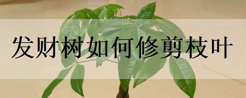 发财树如何修剪枝叶