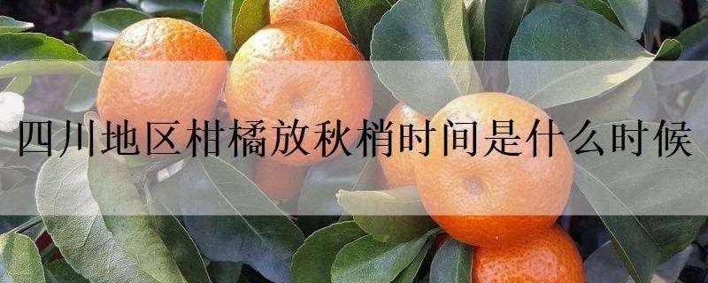 四川地区柑橘放秋梢时间是什么时候