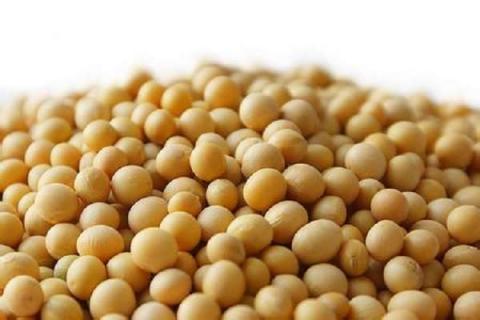 钼酸铵在大豆上的用途 钼酸铵的农业用途大豆