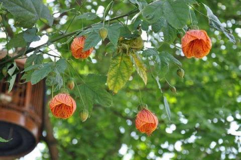 金鈴花好看嗎 金鈴花好養(yǎng)嗎