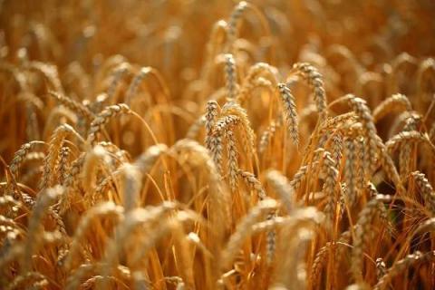 小麦的种植密度是多少（小麦种植密度多少合适）