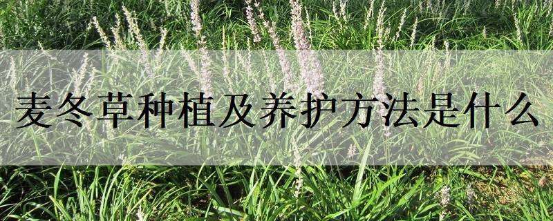 麥冬草種植及養(yǎng)護(hù)方法是什么