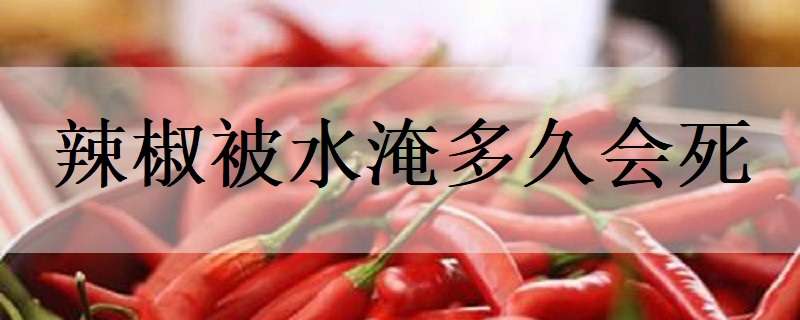 辣椒被水淹多久會(huì)死（辣椒水淹多長(zhǎng)時(shí)間死亡）